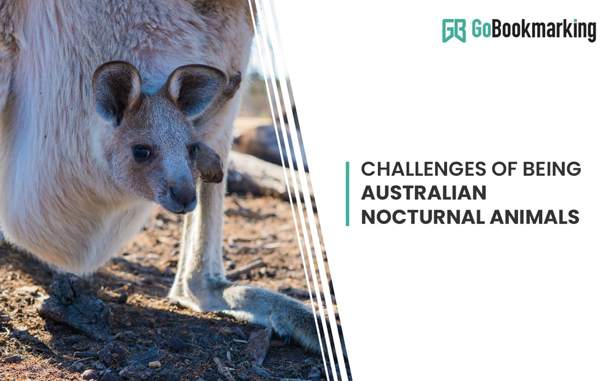 Australian Nocturnal Animals