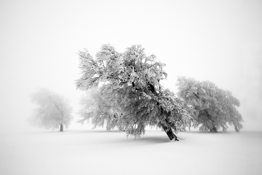 michaelschlegel monochrome long exposure minimal Minimalism Tree  black forest winter snow