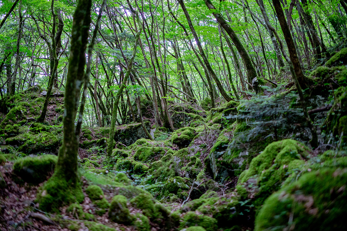 Nature forest green moss photoshoot photographer Landscape Travel japan japanese