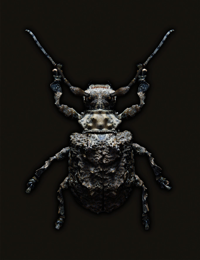 bugs Size does matter stills EdoKars