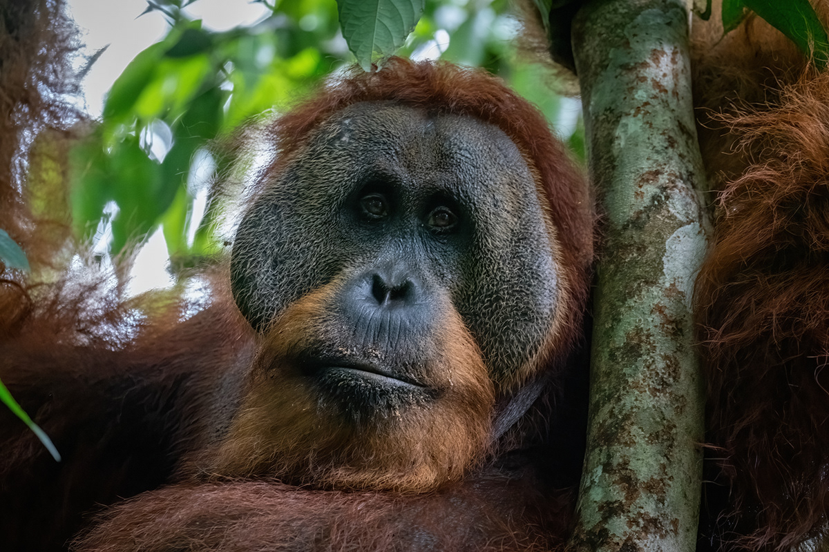 ape Gunung Leuser mammal monkey orangutan Palm Oil sumatra