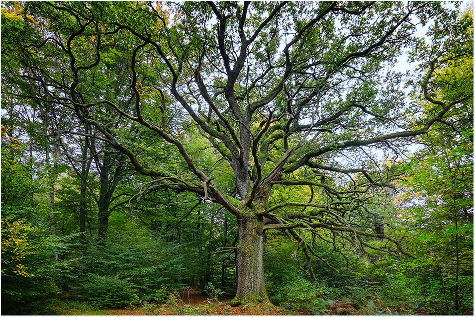 Sababurg Urwald wald forest trees Bäume herbst autumn