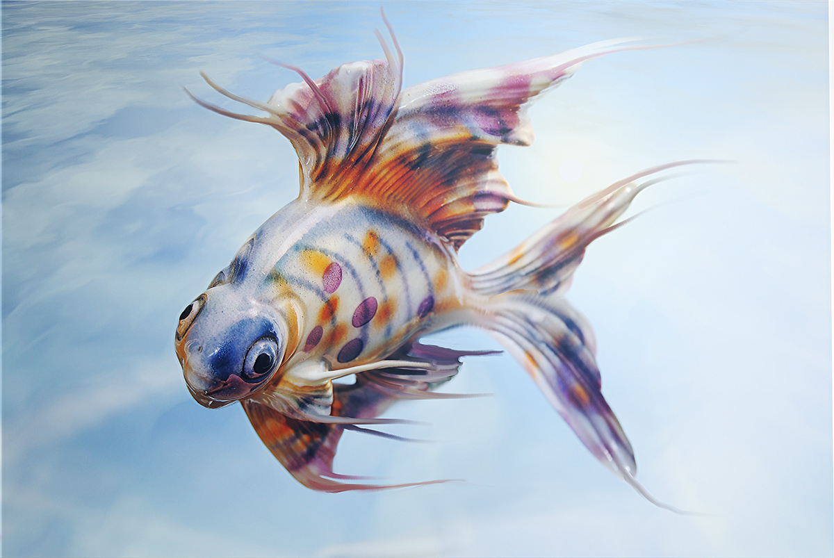 Sushi fish colours colors sea Creatures of the sea creatures