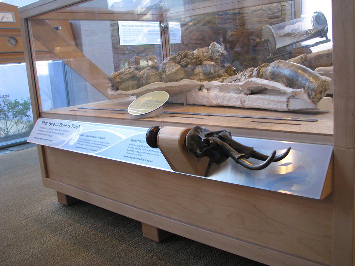 Museum Exhibit children's museum science exhibit paleontology