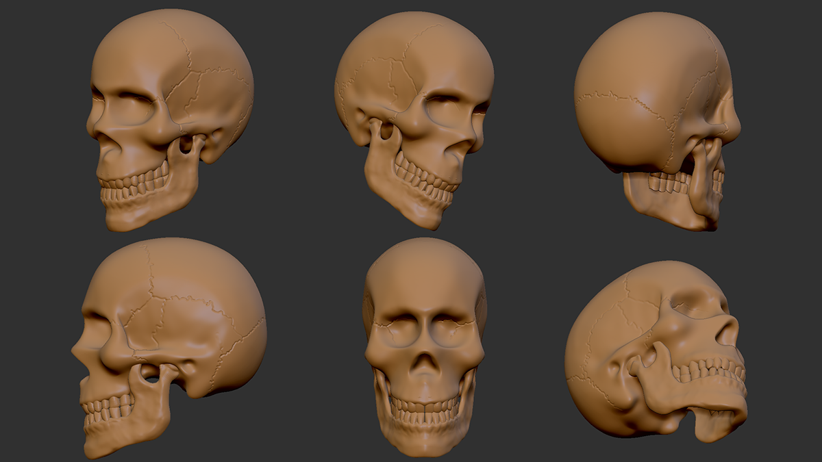 Digital Sculpting 3D rendering human anatomy skull sculpting 