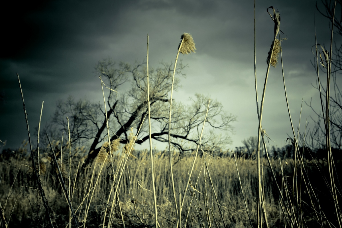 swampland Sumpfland gras Tree  Strohballen straw bale water wasser SKY Himmel cloud Wolken licht light yellow dark