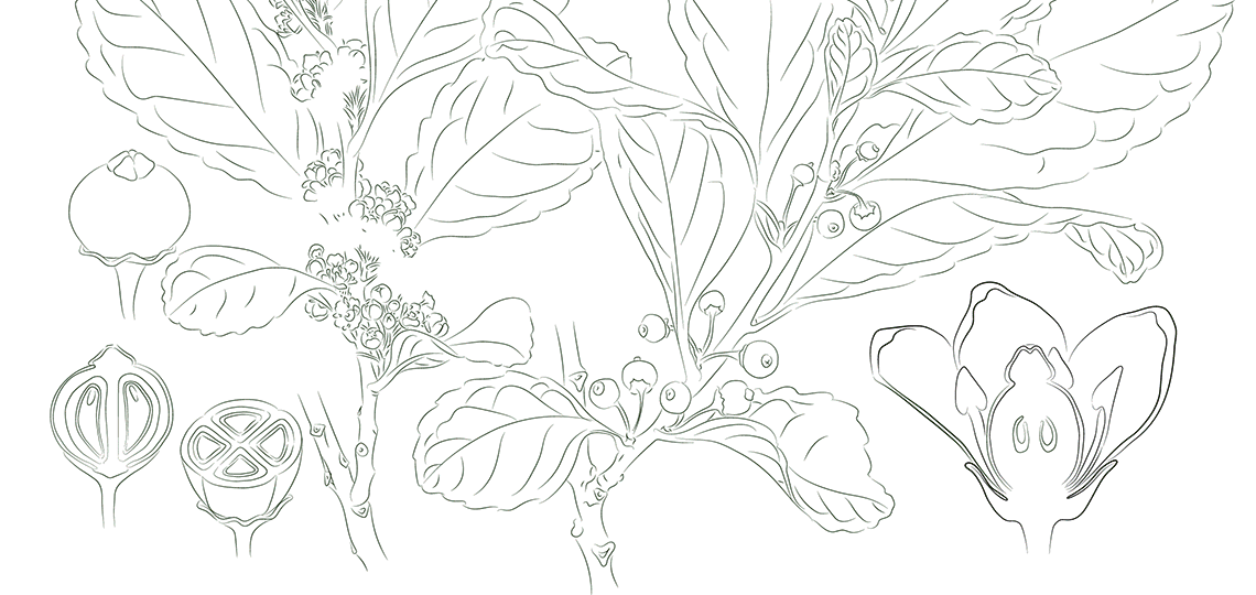 Botanik ILLUSTRATION  Illustrator Mate Strauch Plant pflanzen