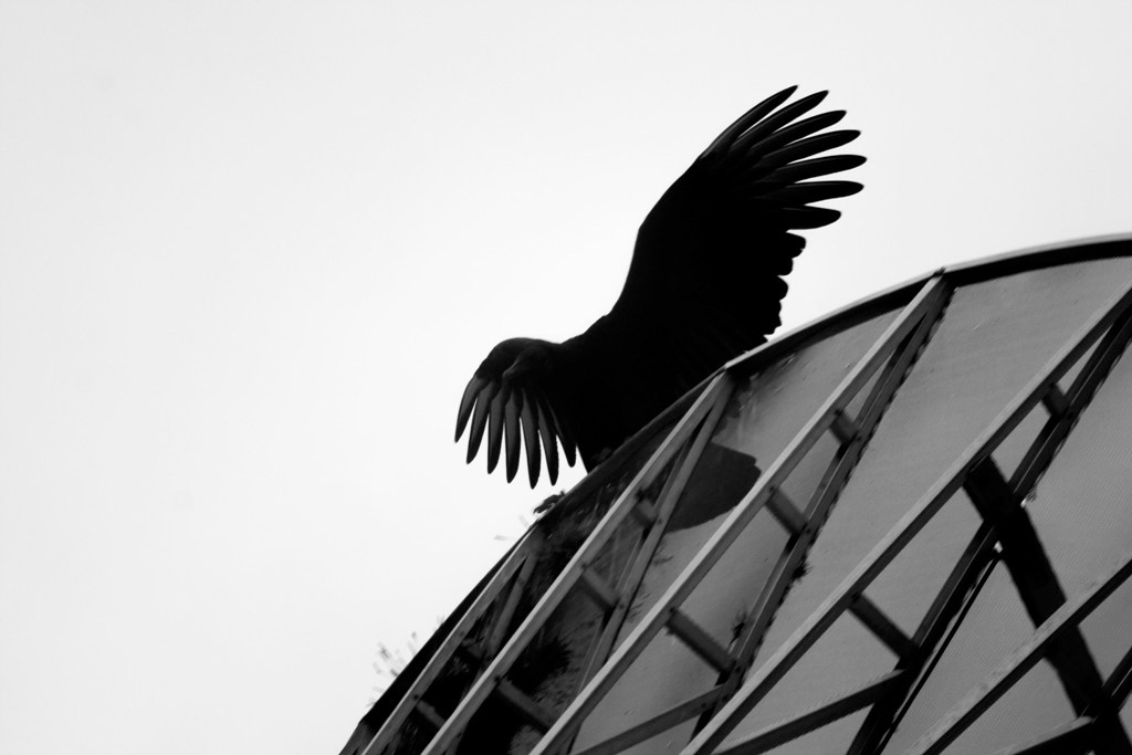 animals birds Vultures Zamuros aves animales Fotografia black and white Blancdo y Negro feather pluma ciudad city volar Fly