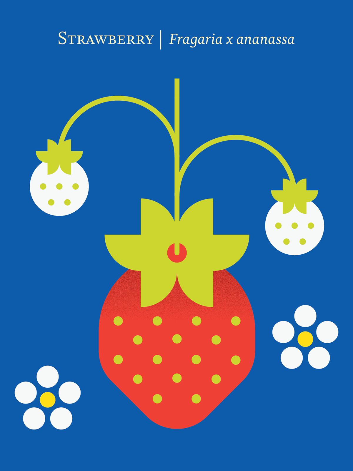 Fruit blueberry strawberry peach papaya watermelon Fruit Icon fruit poster Fruit Illustration Pear Pineapple stamp pomegranate persimmon lemon modern fruit fruit packaging Scandinavian design Minimalist Poster minimalist design Geometric Art