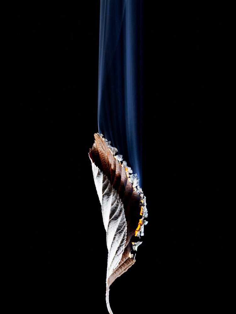 still life fine art leaf burning flame fire destruction environment Environmental Issues