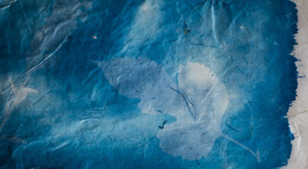 cyanotype cianotipia antotipia Alternative Photography experimental photography nature photography botanical anthotype