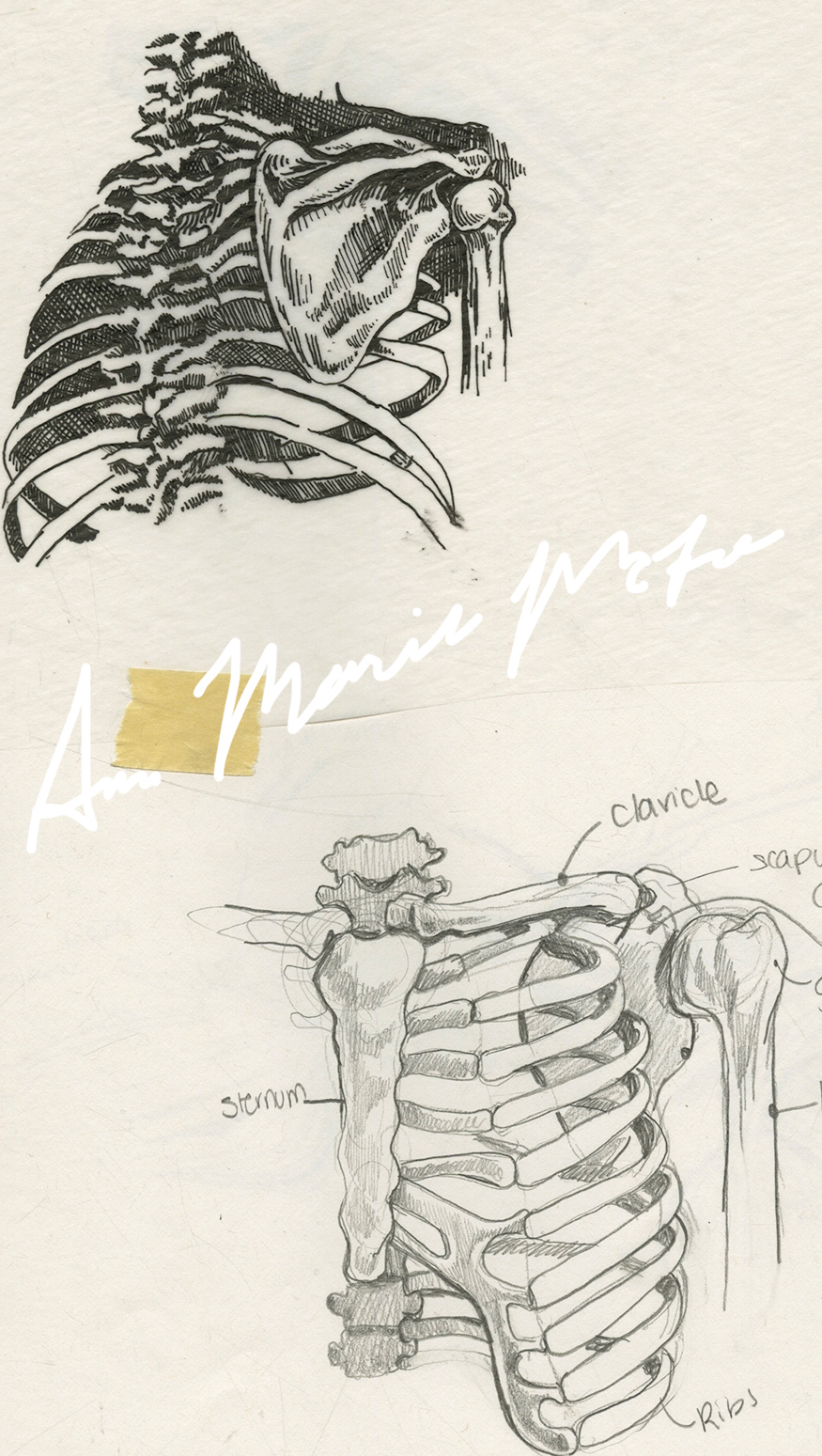 medical illustration scientific illustration science anatomy
