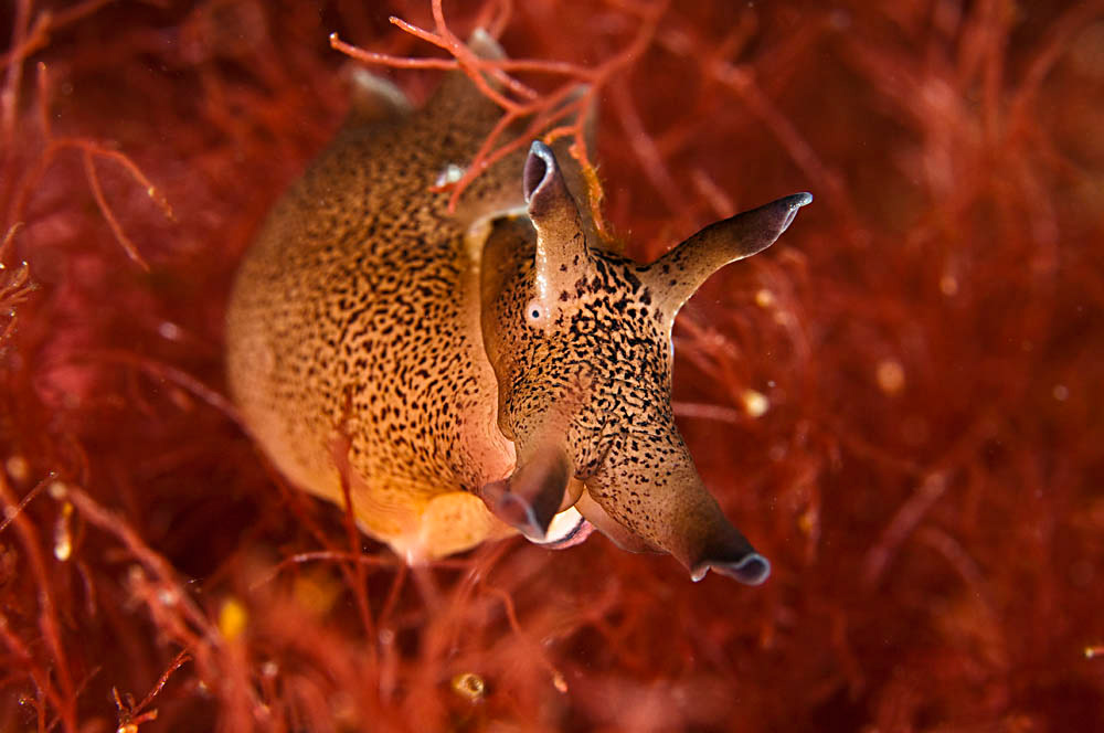 marine life UK underwater Colourful  sea Ecology