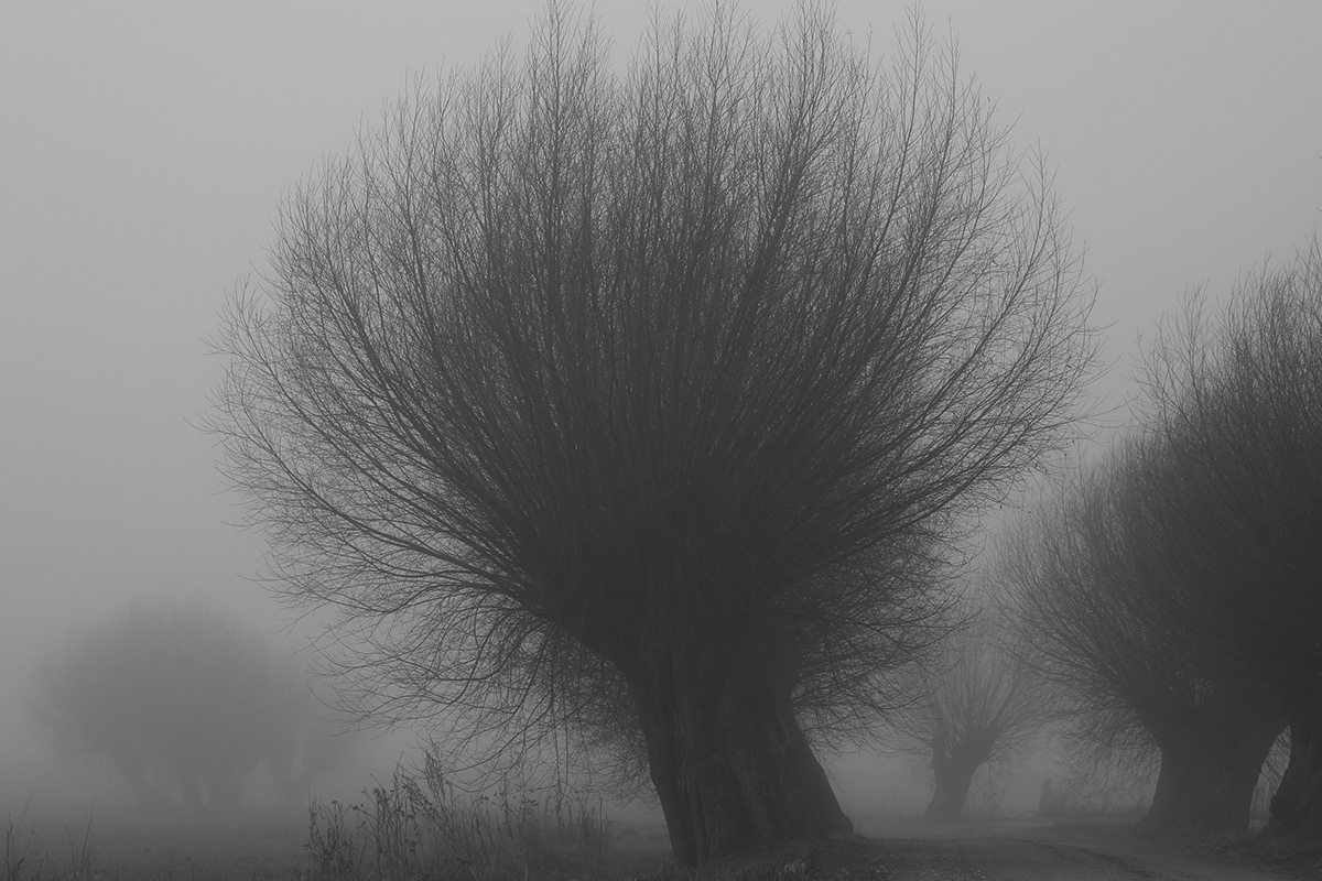 lithuania lietuva fog fogphotography fog mystery treeart Memelland forest