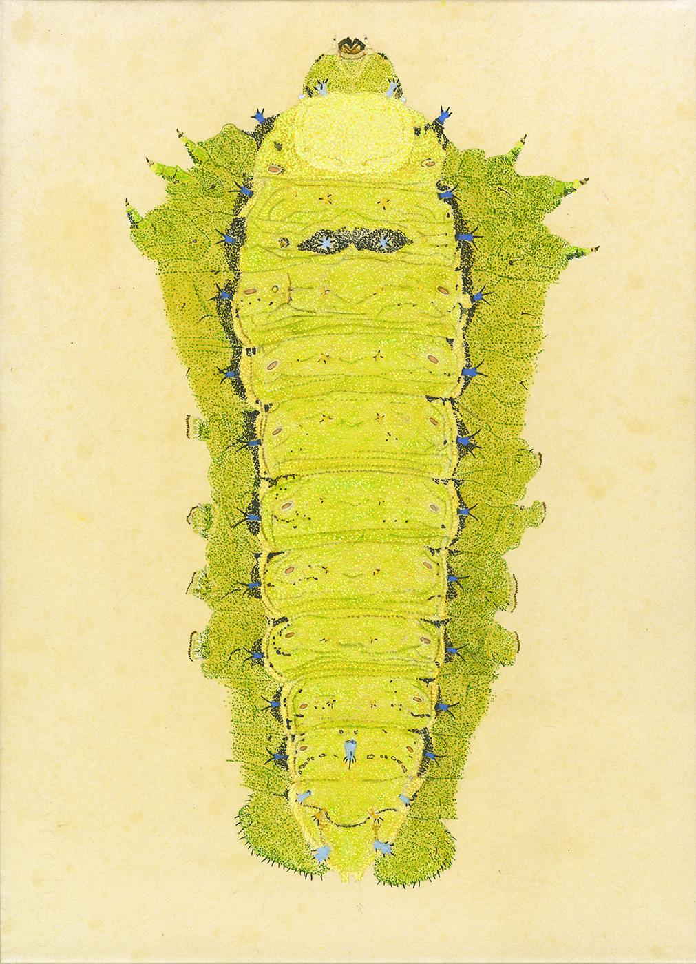 biodiversity Caterpillar Insects japan Miniature moth Naturalhistory Nature Pointillism