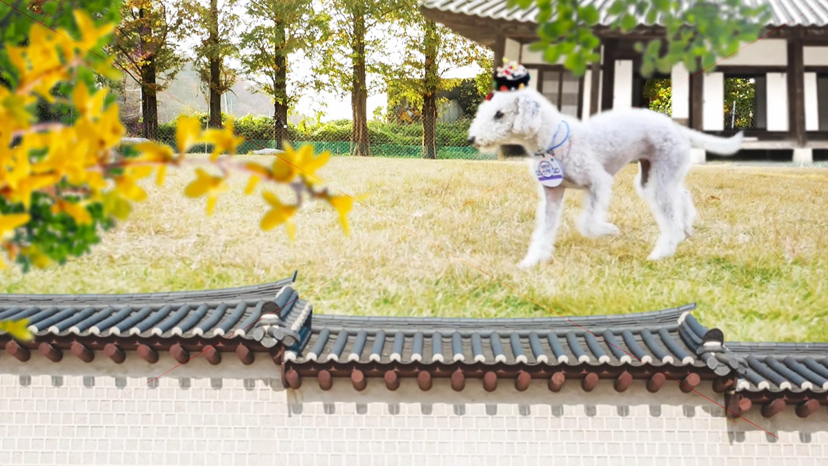 city dog Korea Landmark puppy southkorea state tracking Travel