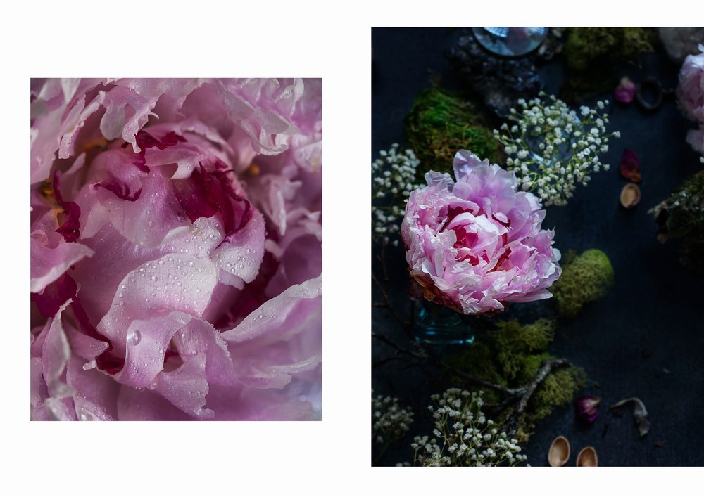 peonies Flowers Studium Florescence bloom styling  Moody dark pastel rustic personal