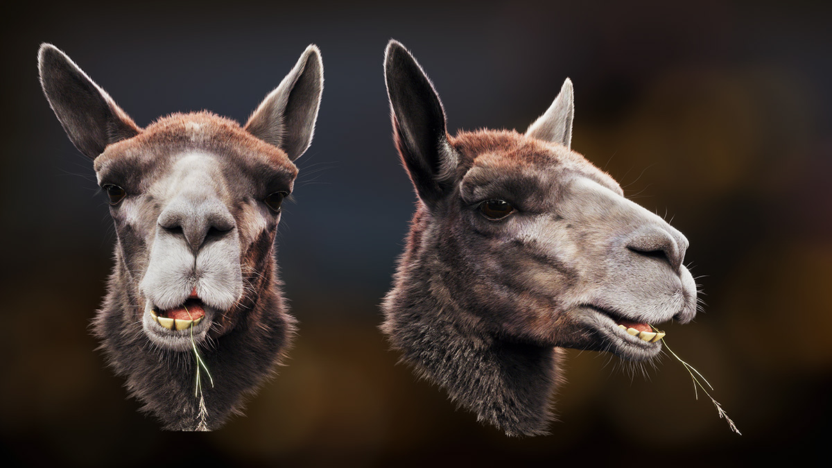 Adobe Portfolio animal llama alpaca LAMA houdini redshift drama llama groombear