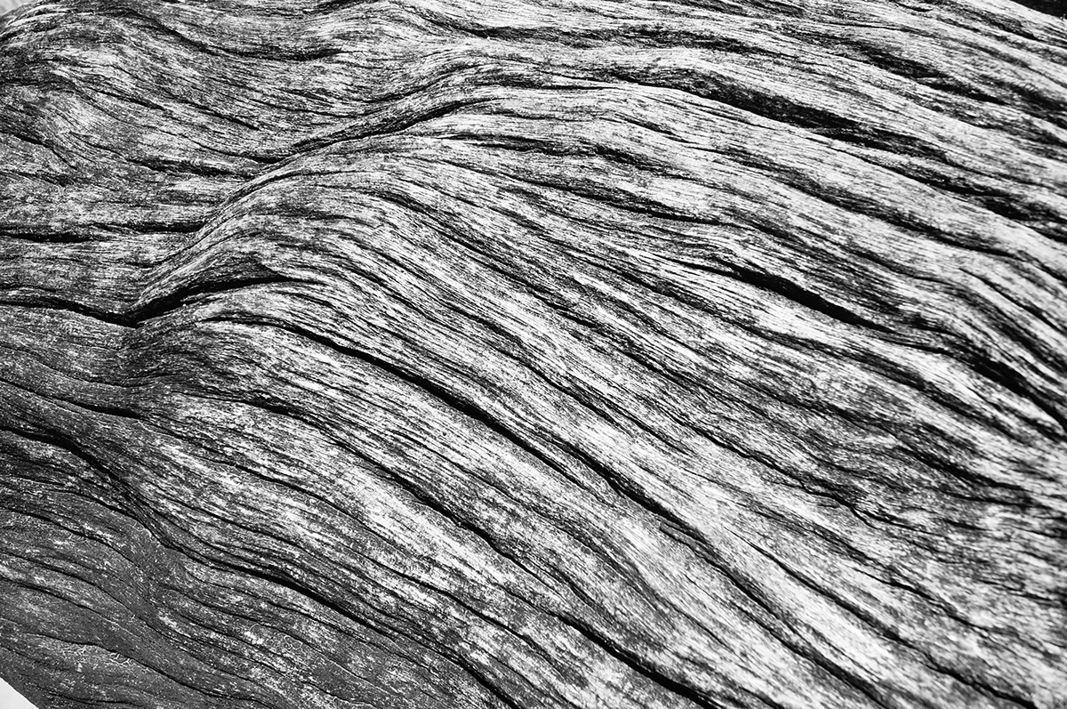 black and white trees Drift Wood beach wood macro textures contrast