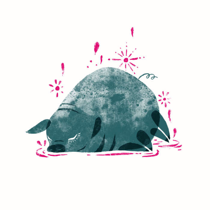 pig illustration
