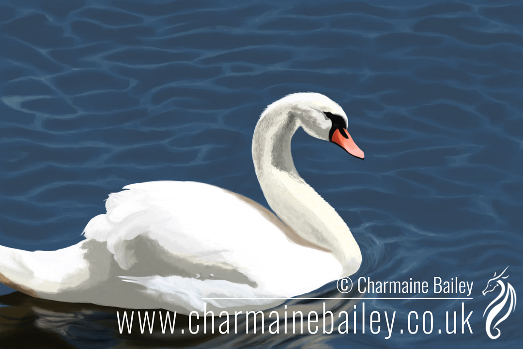 Adobe Portfolio swan study bird digital painting ILLUSTRATION  Nature animals