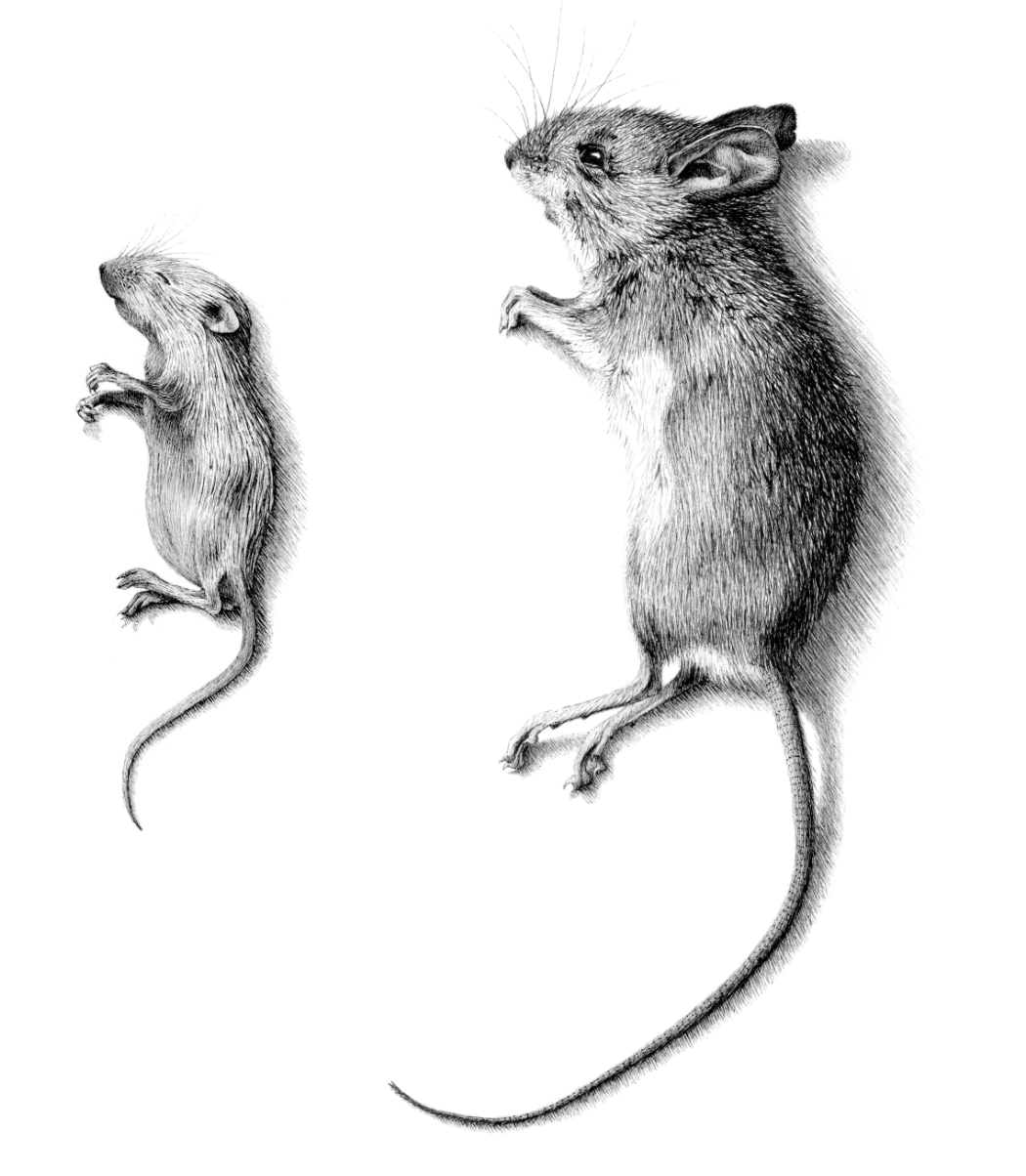 scientific illustration animal mice ink black and white
