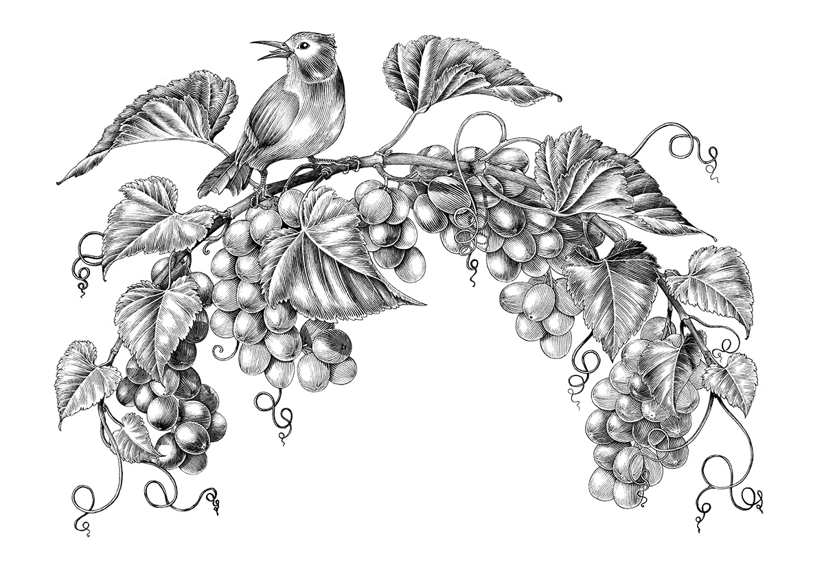black and white botanical draw engraving friut Herb Plant vintage
