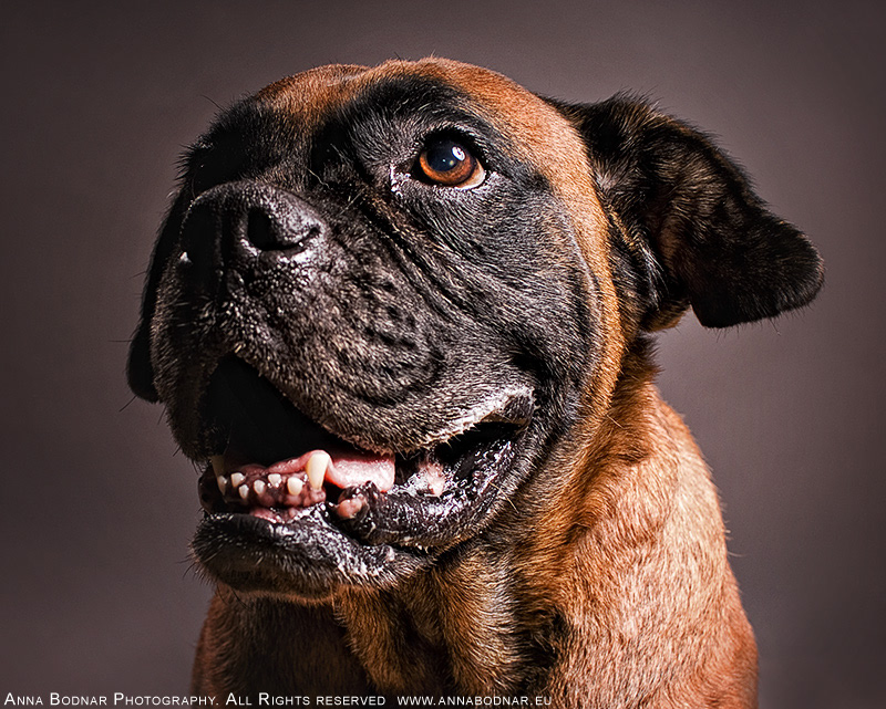 dog dogs beagle Boxer portrait funy dogs