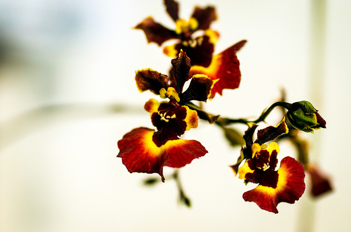 orchid macro Flowers colours