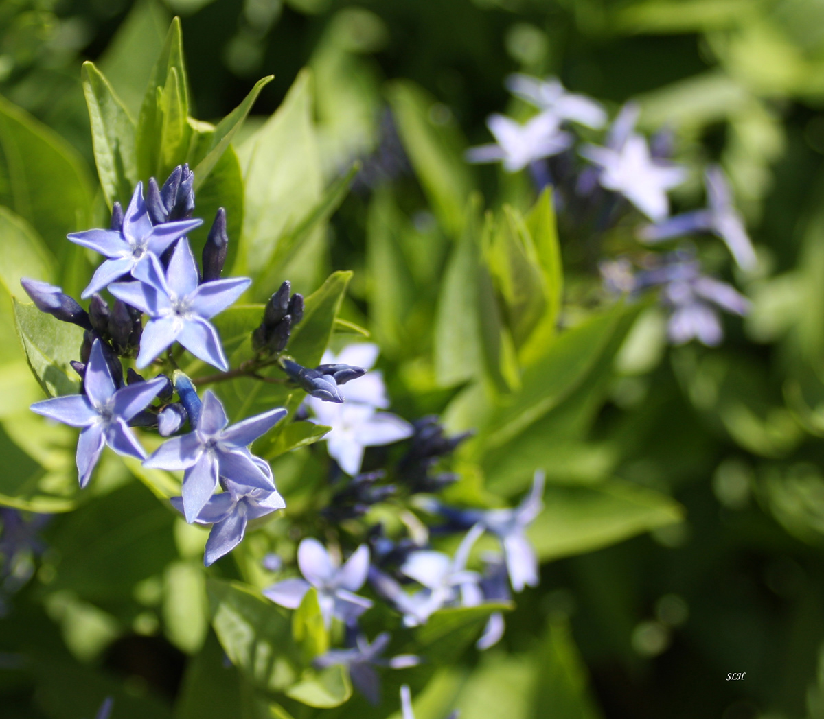 blue blooms Flowers botanical gardens