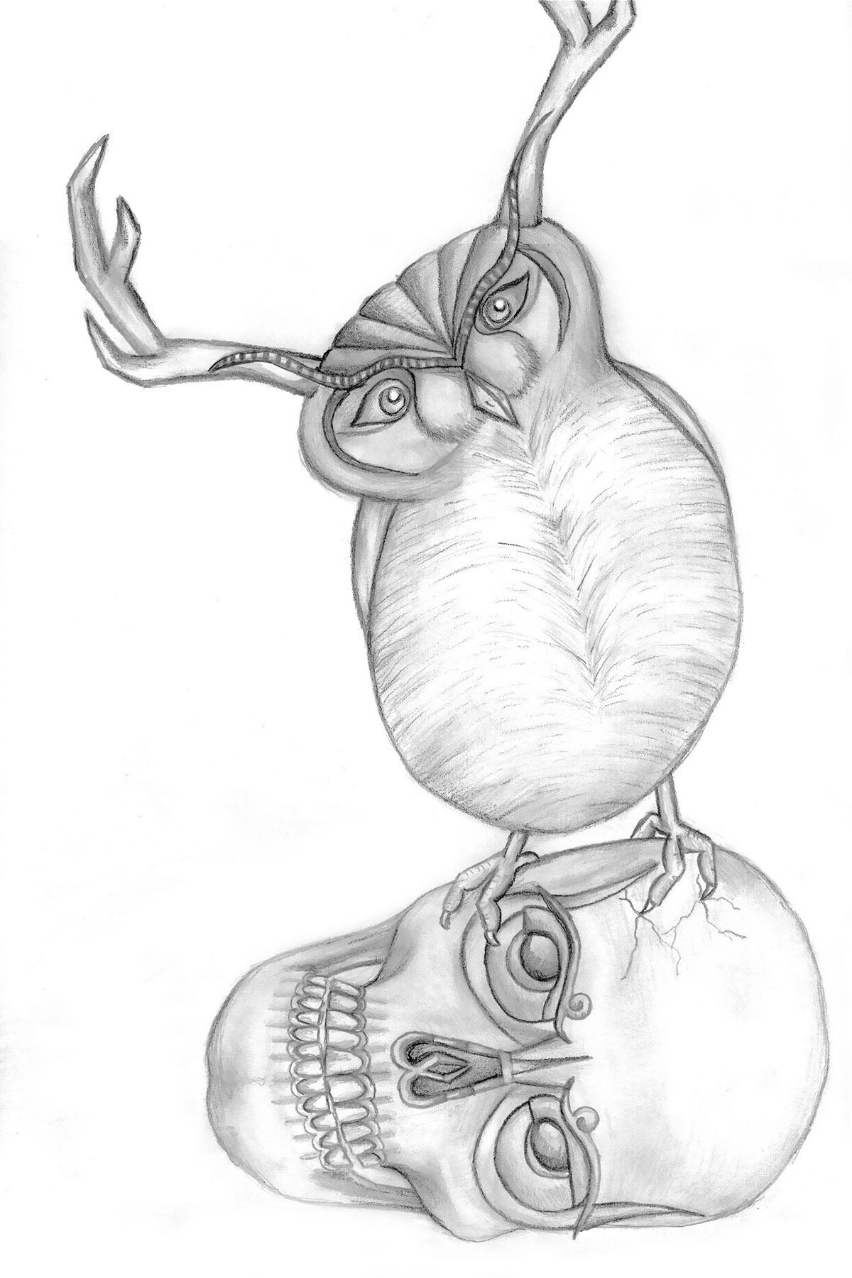 owls pencil art