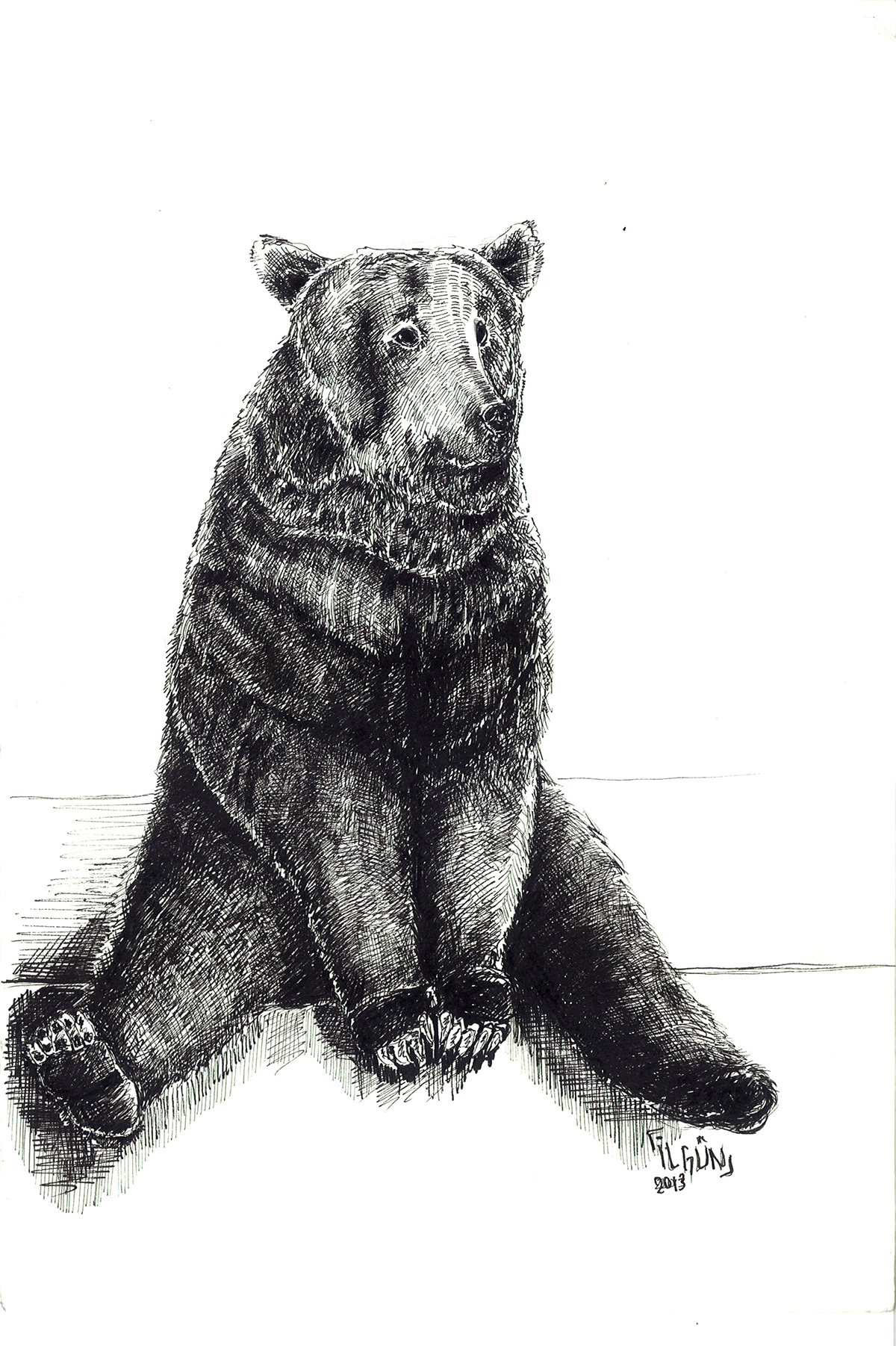 bear animal