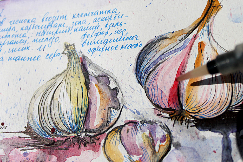 vegetables Garlic beets peppers parsley watercolors line art sketch sketchbook