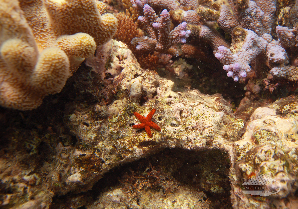 Great Barrier Reef Australia Daniel Rhodes