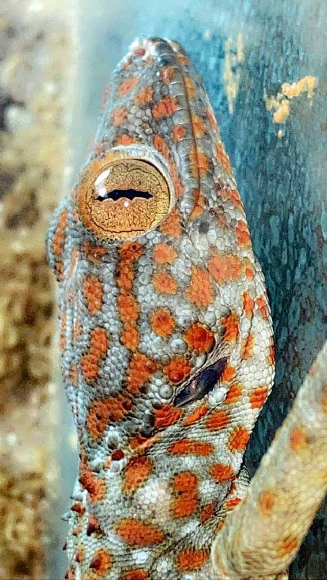 gecko reptile