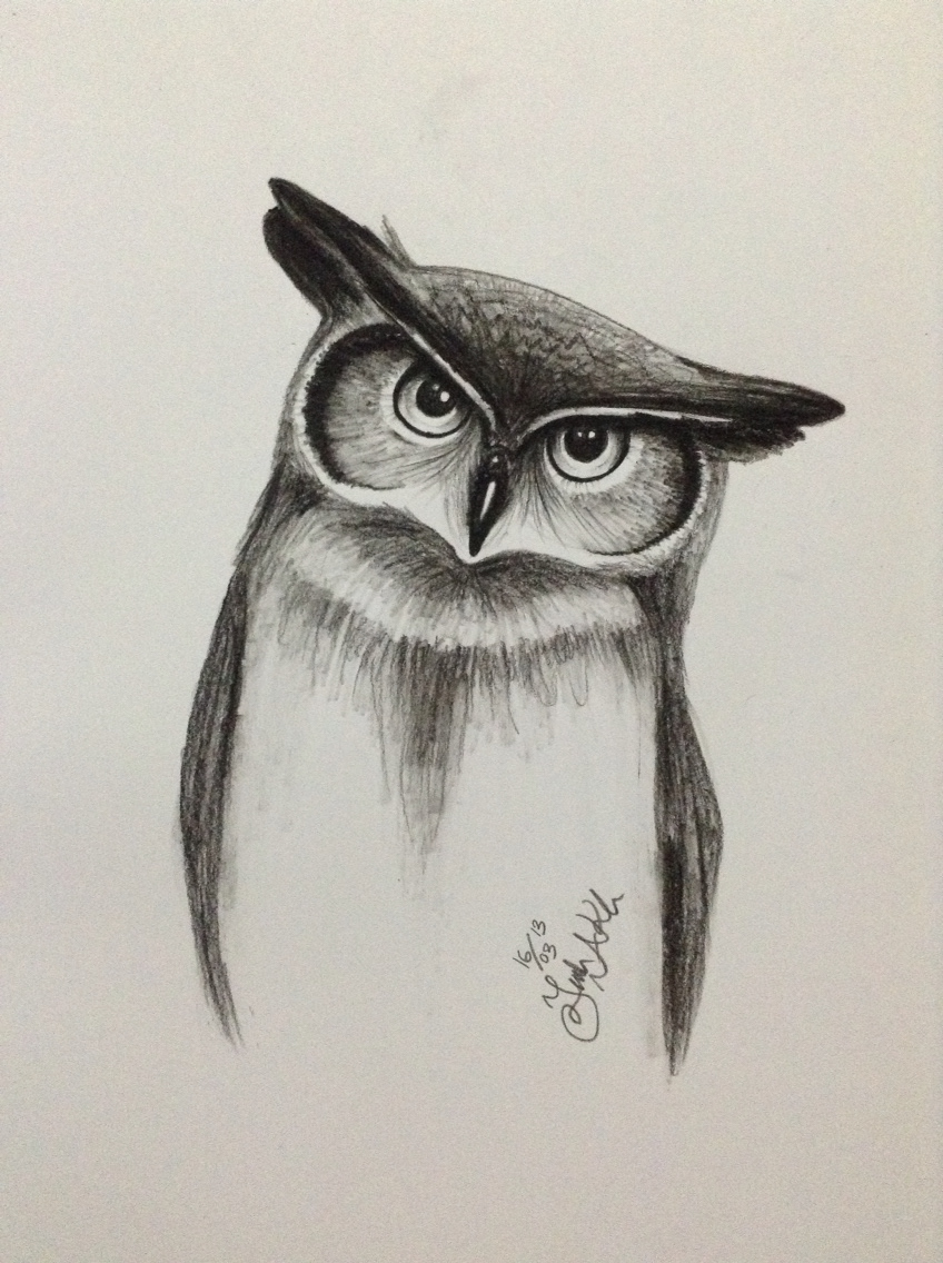 owl sketch pencil conte charcoal Drawing 