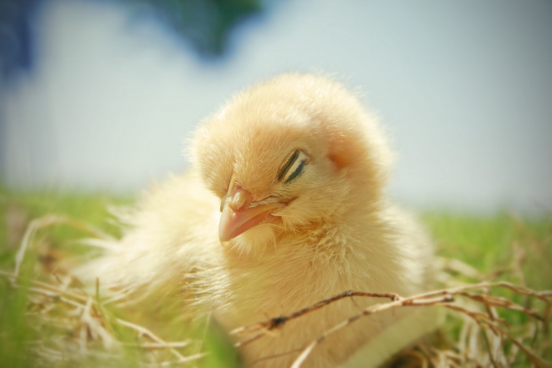 Photography  angry birds Chick nest beak