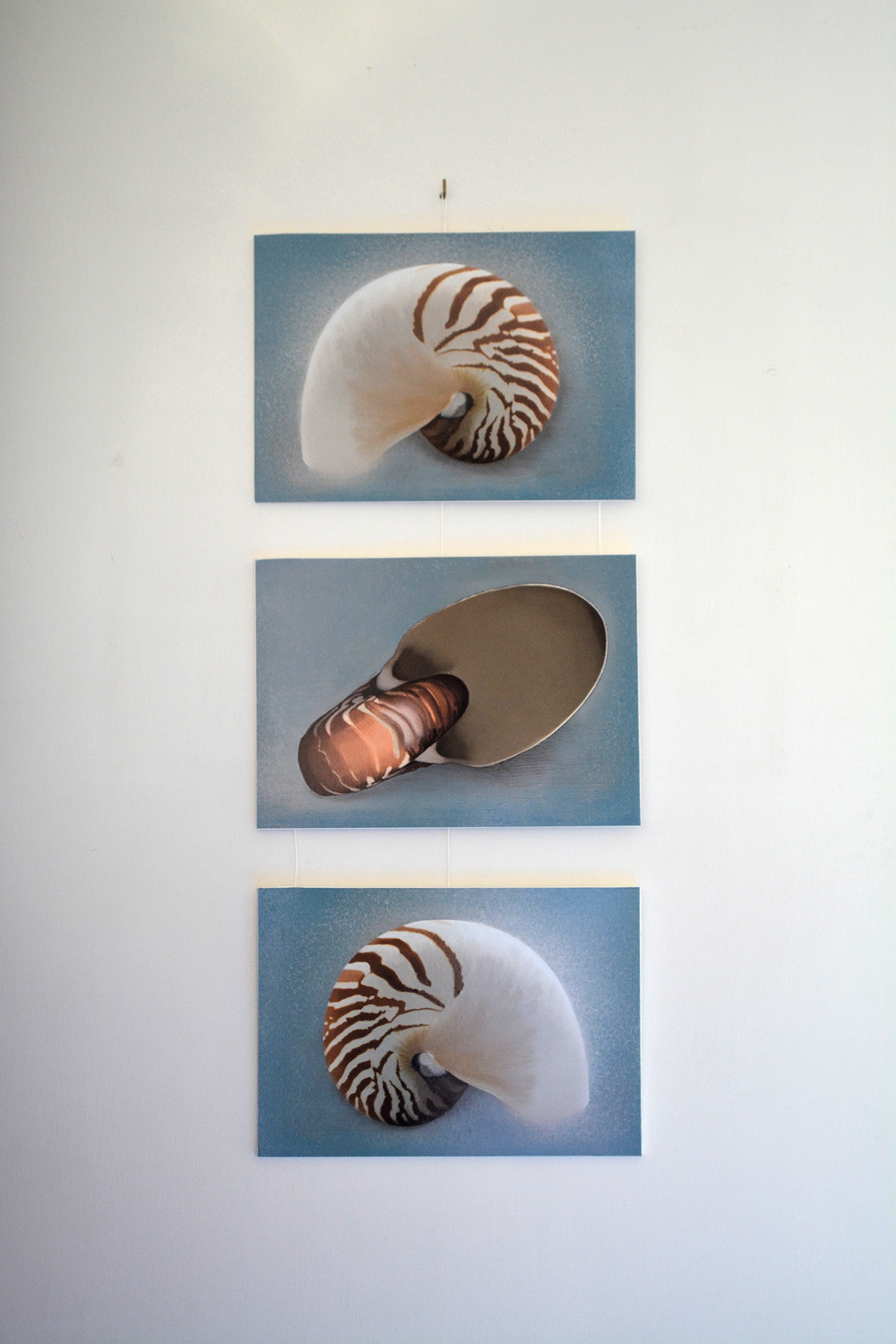 shell nautilus nautilus pompilius conchiglia mollusco illustrazione scientifica furniture