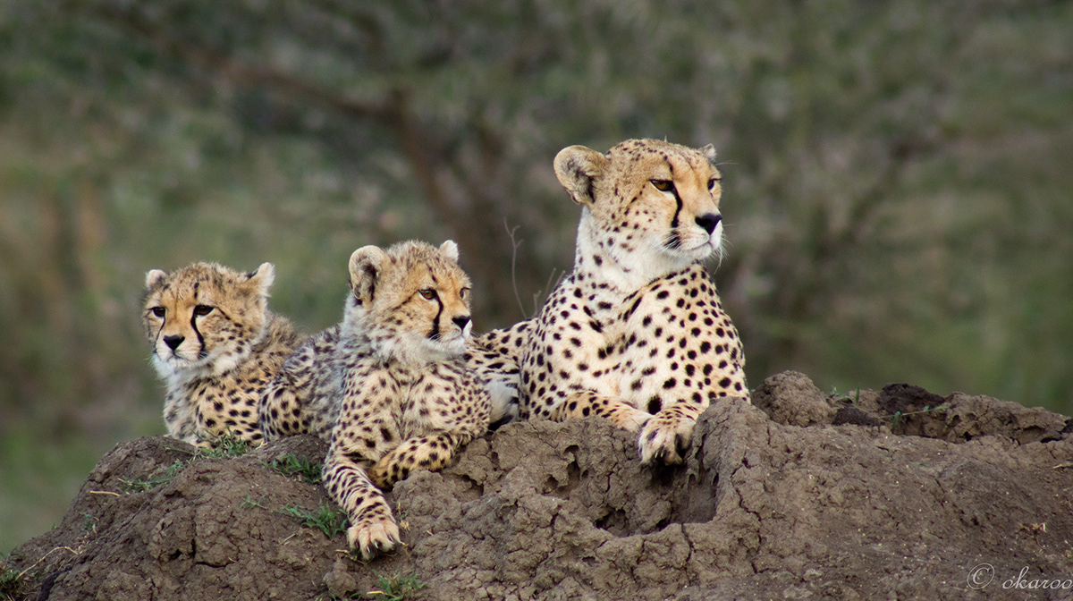 africa serengeti Sony Alpha Lions Tanzania wild Nature cheetah kusini sanctuary retreats okaroo