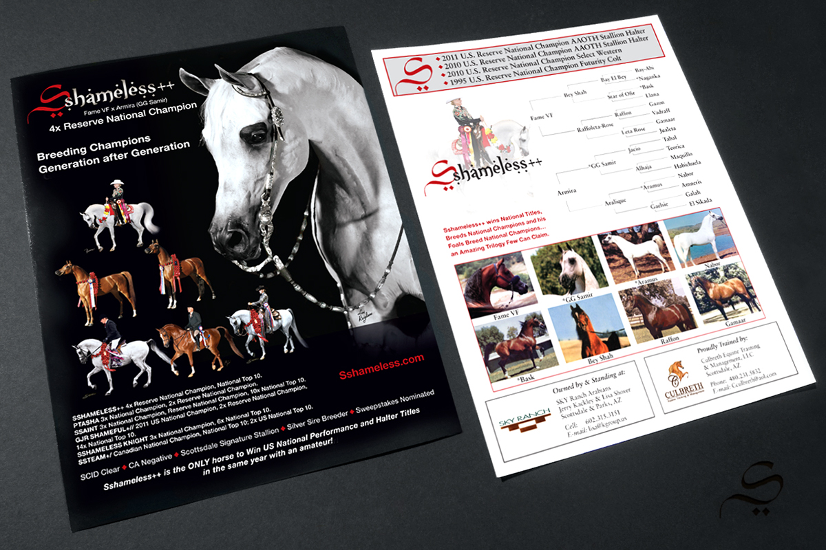 arabian horse ads stallion