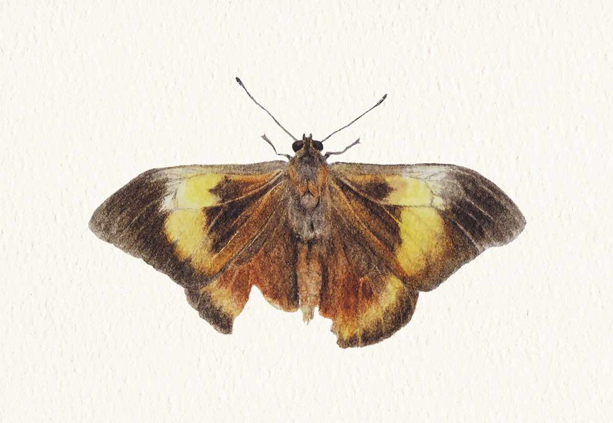 scientific illustration butterfly moth watercolor brassolis lepidoptera