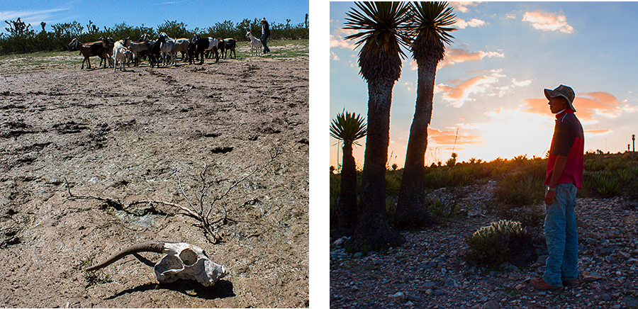 peyote pastoreo chivas Desierto Hikuri REALDECATORCE Altiplano