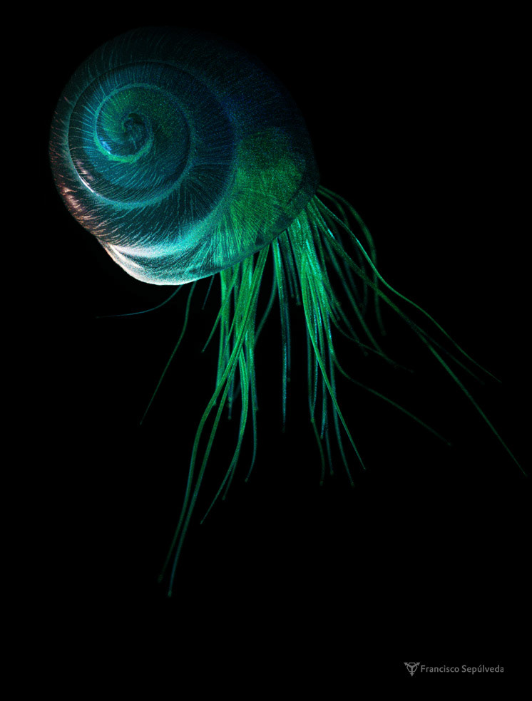 Spiral CG Digital Sculping 3D digital art snail shell light blue sea deep stile grphics concept cool ars clean