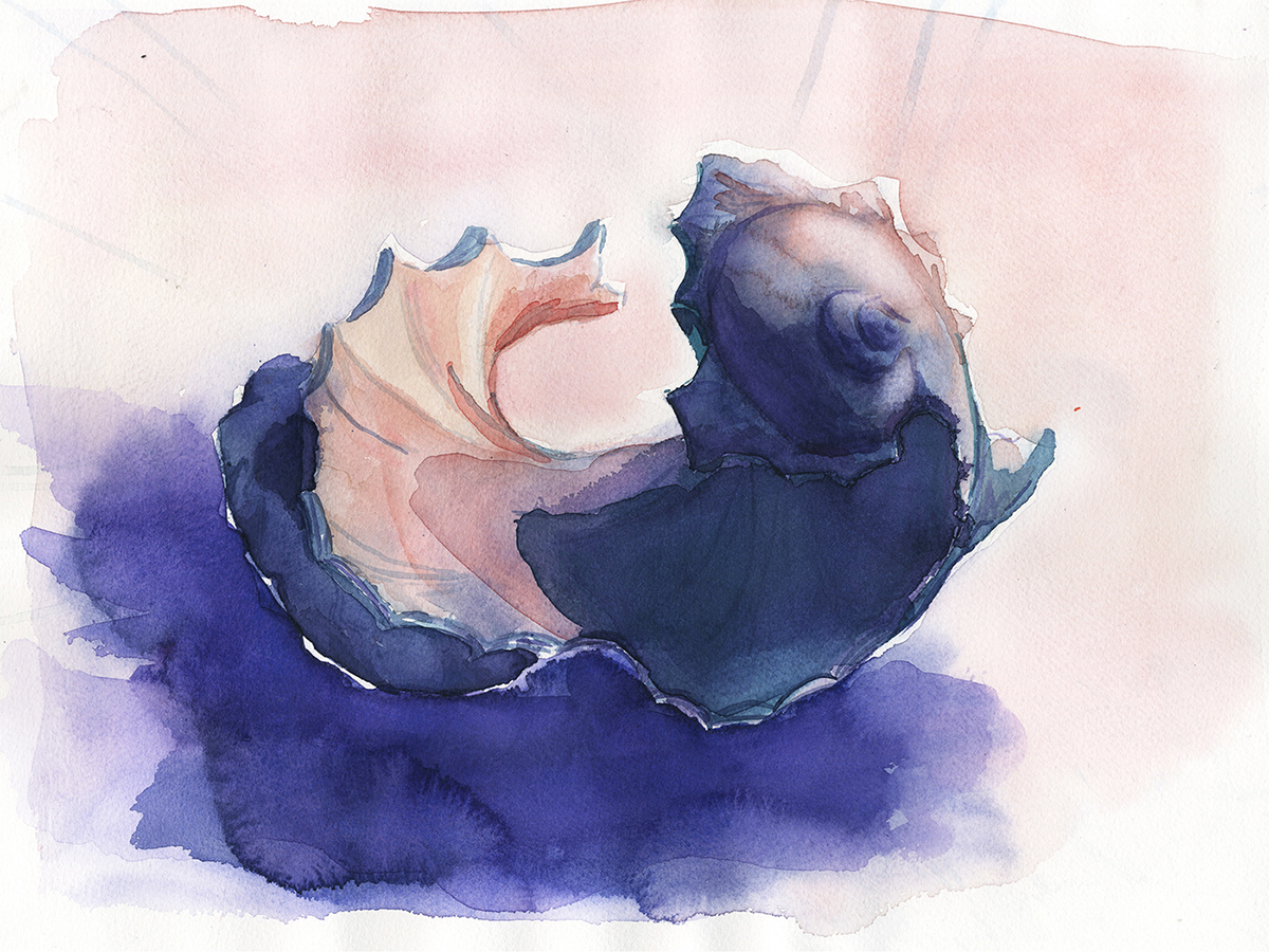 Shells sea shells watercolor wet on wet