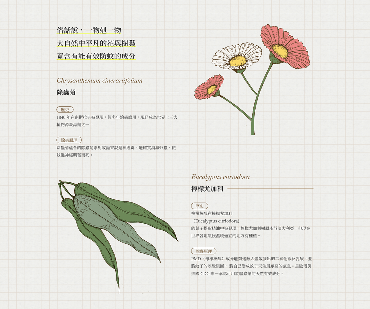 DM Flowers graphic infographic insect mosquito