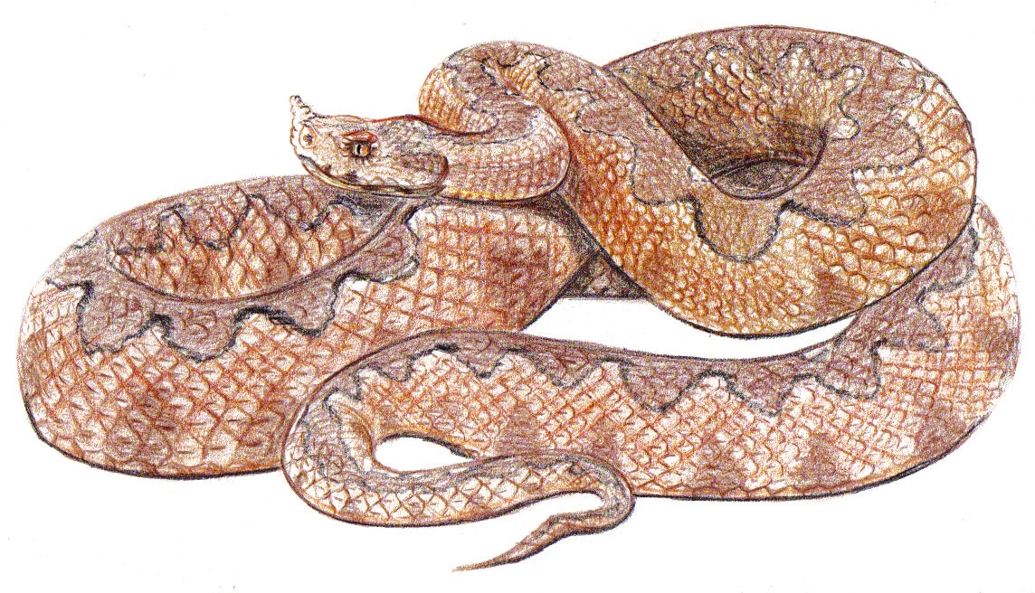 mediterranean snakes biology Harris Margaritis Color Pencils εικονογράφηση φίδια ξυλομπογιές Χάρης Μαργαρίτης Μεσόγειος Βιολογία εκδ. Πατάκης publ. Patakis