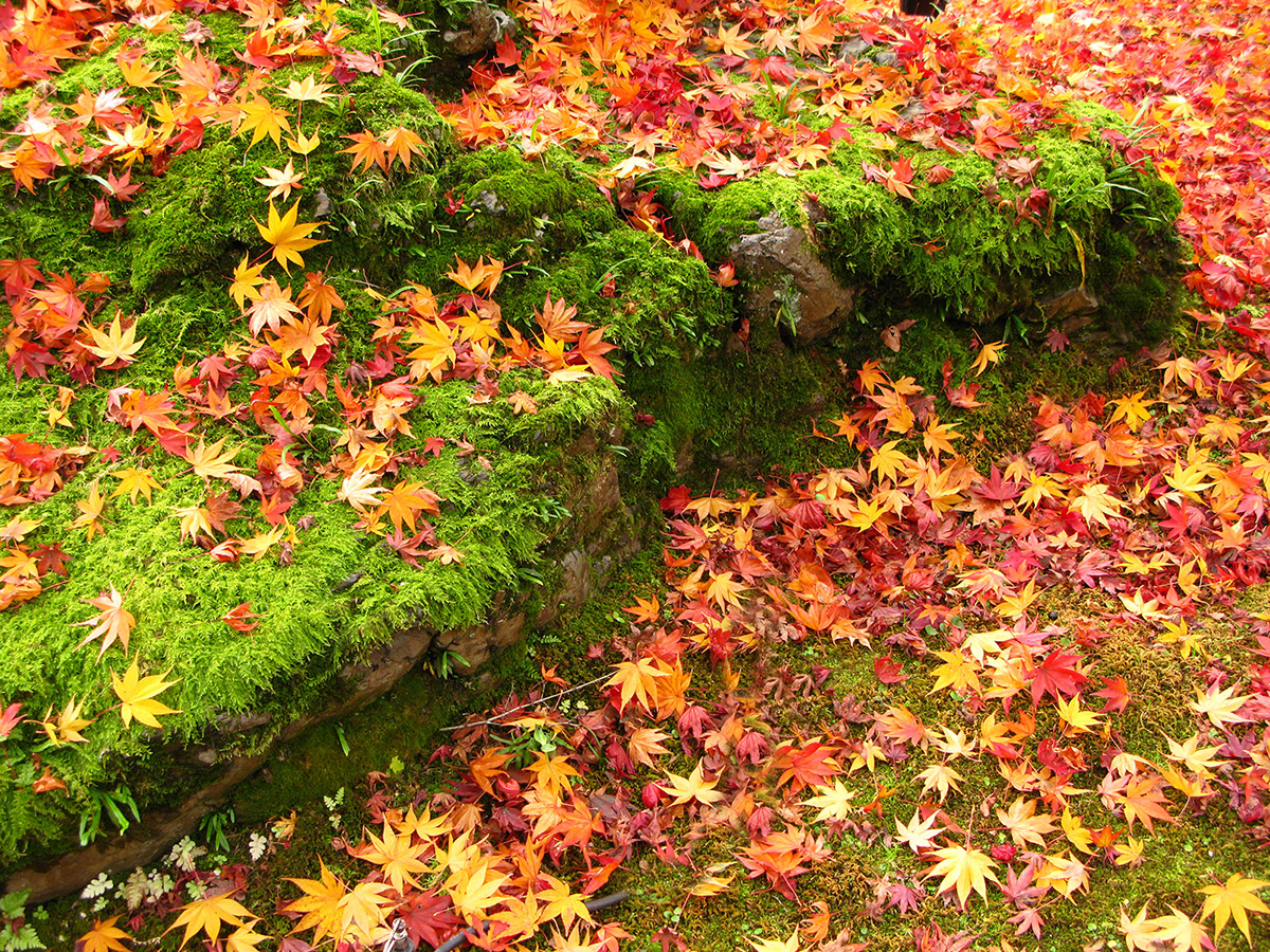 japan kyoto Leaf peeping autumn leafs tokyo leaves Fall