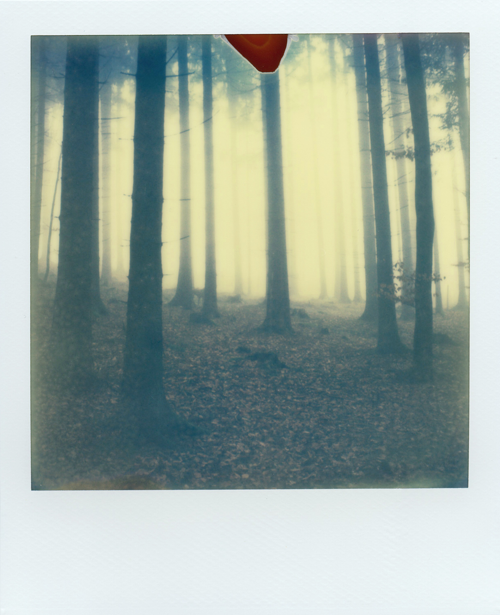 bastiank autumn days impossible project wald nebel herbst