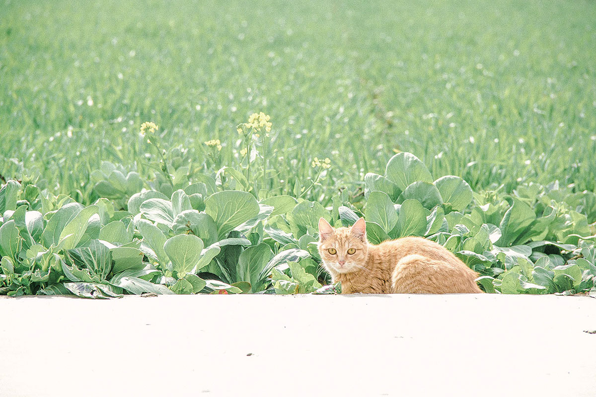 summer trees rain Cat Suzhou photograph Lotus