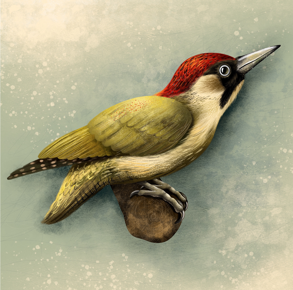 artwork birds czechrepublic design Digital Art  Drawing Illustration forest illustrations Illustrator Nature